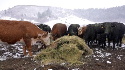 ANDERSON CATTLE.jpg