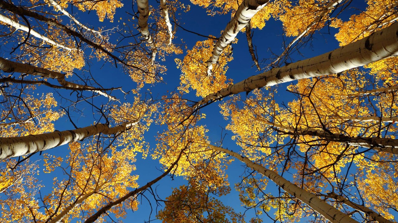 Rye Aspen Trees