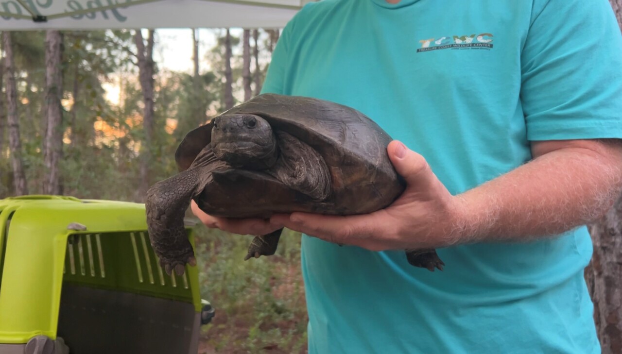 Tripod is a three-legel tourtoise in Palm City. Nov. 12, 2023.jpg