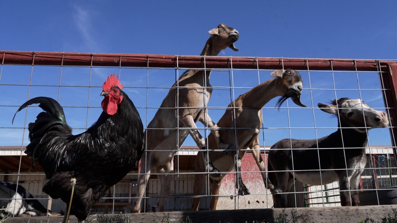 WEST MONT ANIMALS.jpg