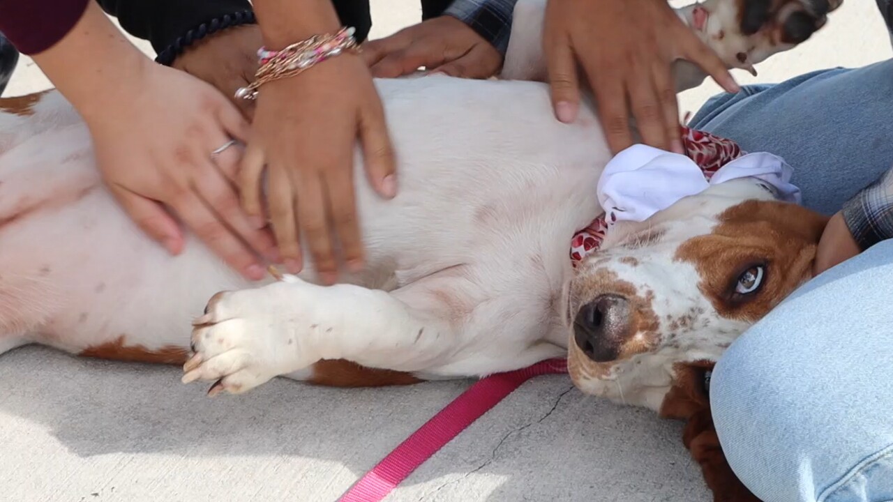 Students at Forest Hill Community High School in West Palm Beach play with certified therapy dog Ellie Mae on May 25, 2022 (4).jpg