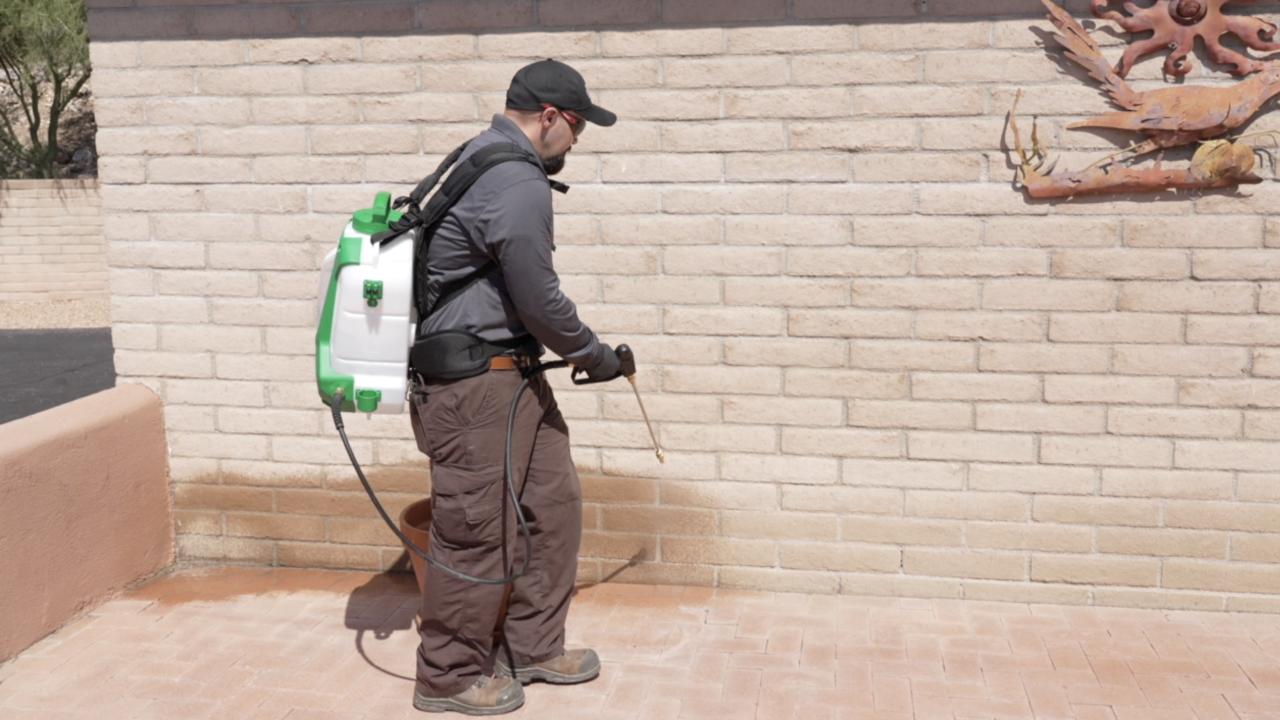 High heat and monsoon storms mean more bugs in your house