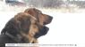 K9 connection: chance meeting reunites Bozeman dogs