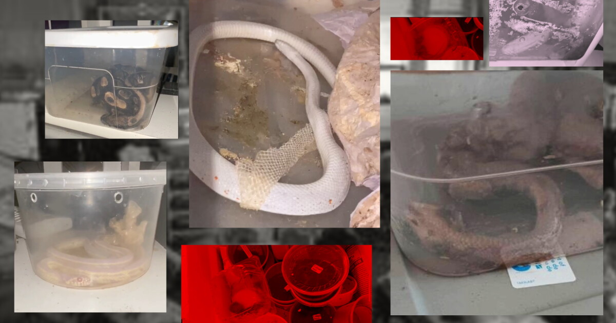 Ex-partner speaks out on home where 25+ reptiles were seized - Vimarsana News