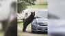 Bear spends night in Montana couple's car