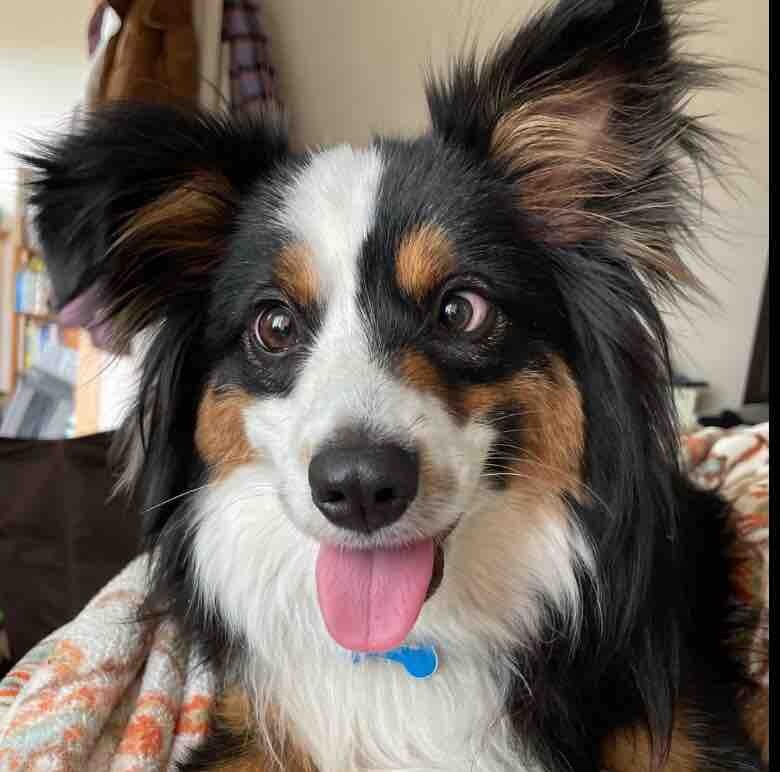 ralston dog gomez.jpeg