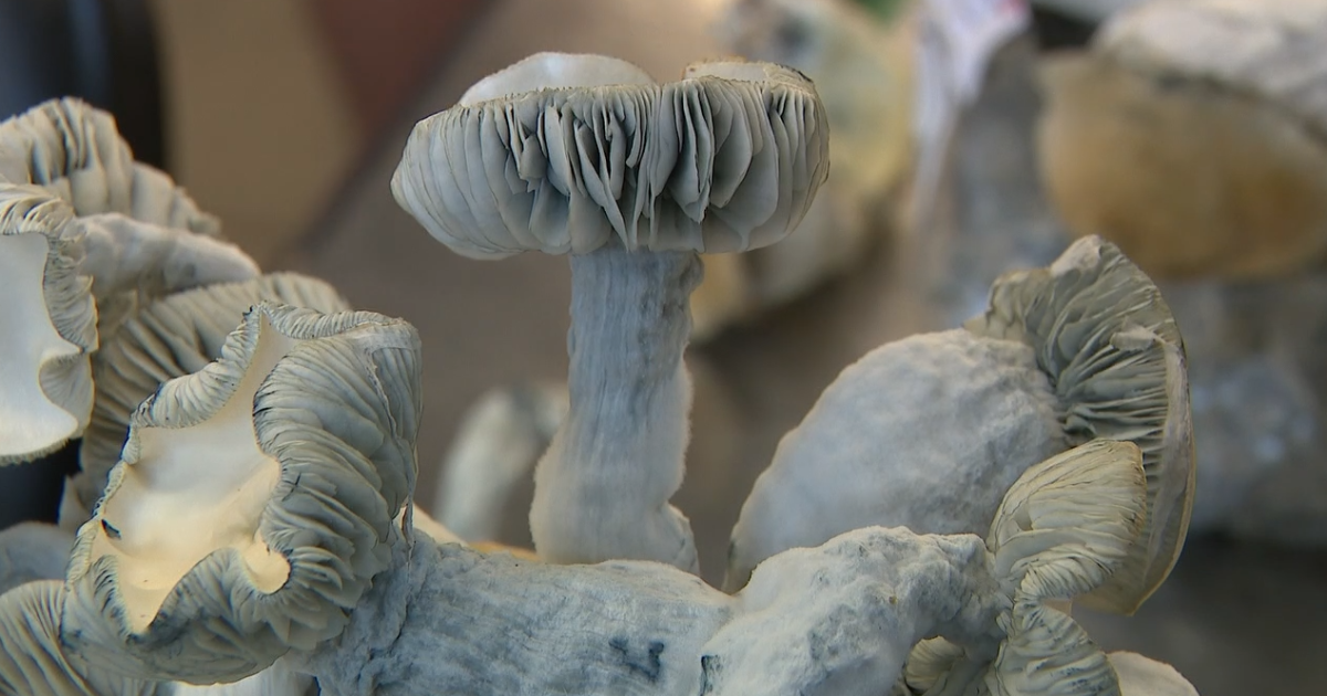 The Psychedelic Cup: CO's first homegrown, psychedelic mushroom competition - Vimarsana News