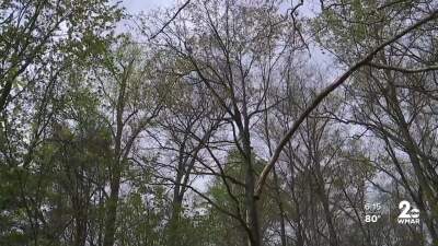 Anne Arundel County land.jpg
