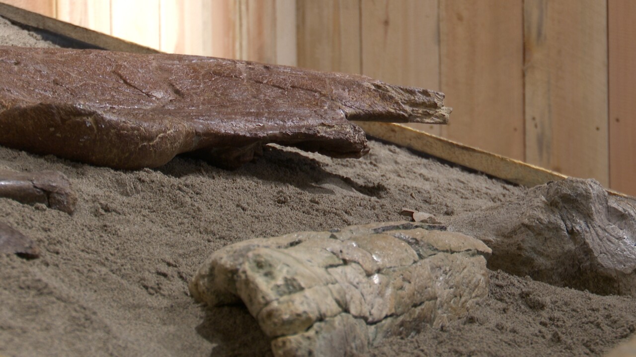 Fossils inside of the museum in Roundup