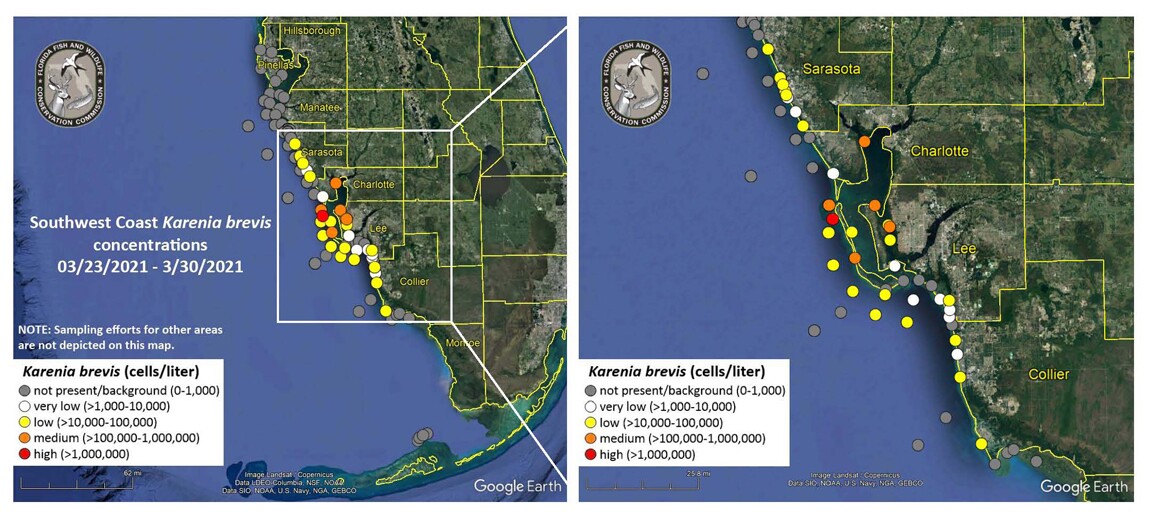 Red Tide Popping Up In Southwest Florida Fl Red Tide Map September 2022