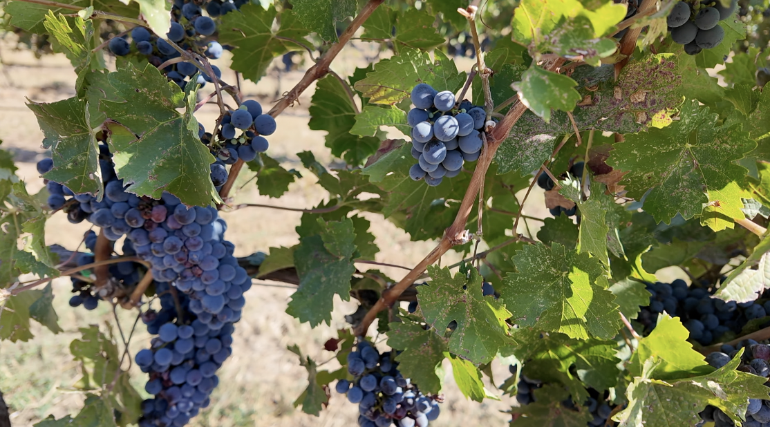 Huston Grapes
