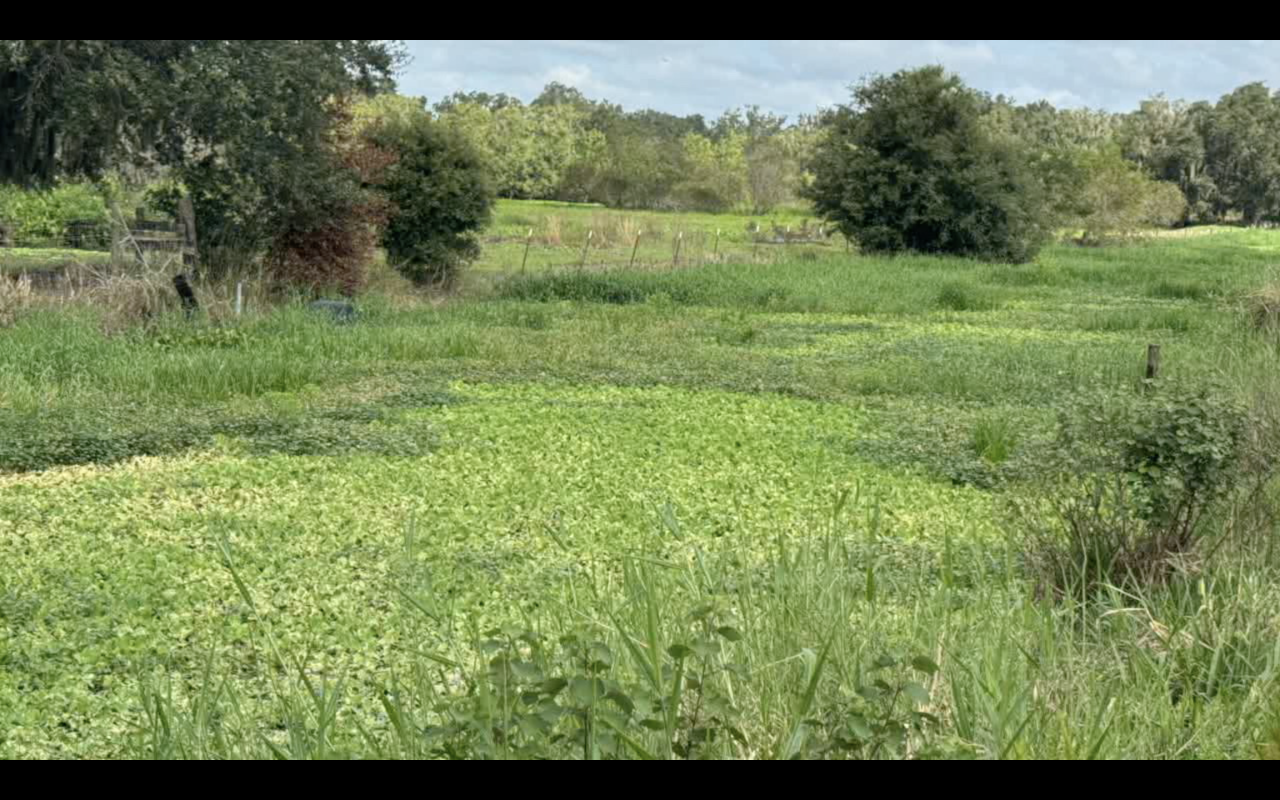 Baker Creek Canal full of vegetation before Helene