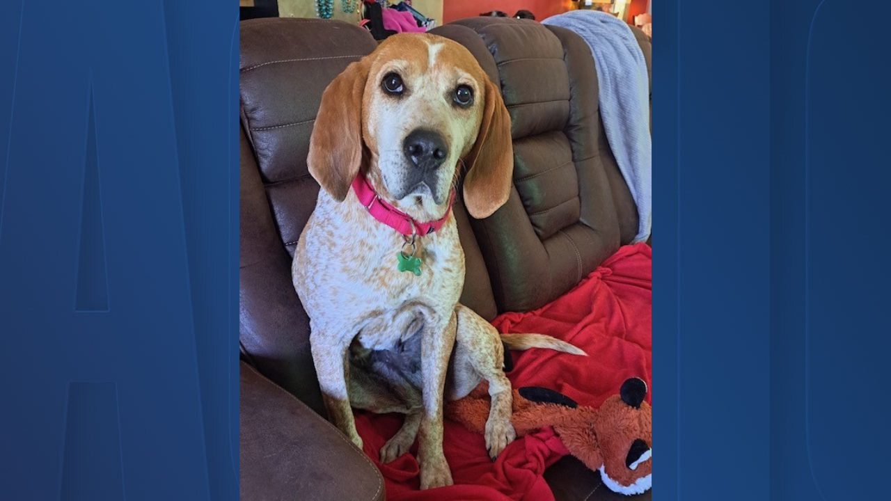 Rescues in Action: Lucille