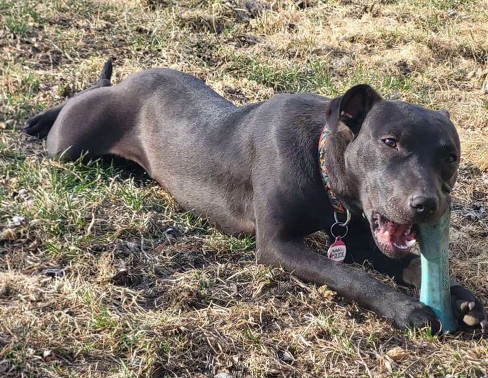 Pet Adoption Tuesday: Meet Mocha from Michele's Rescue!