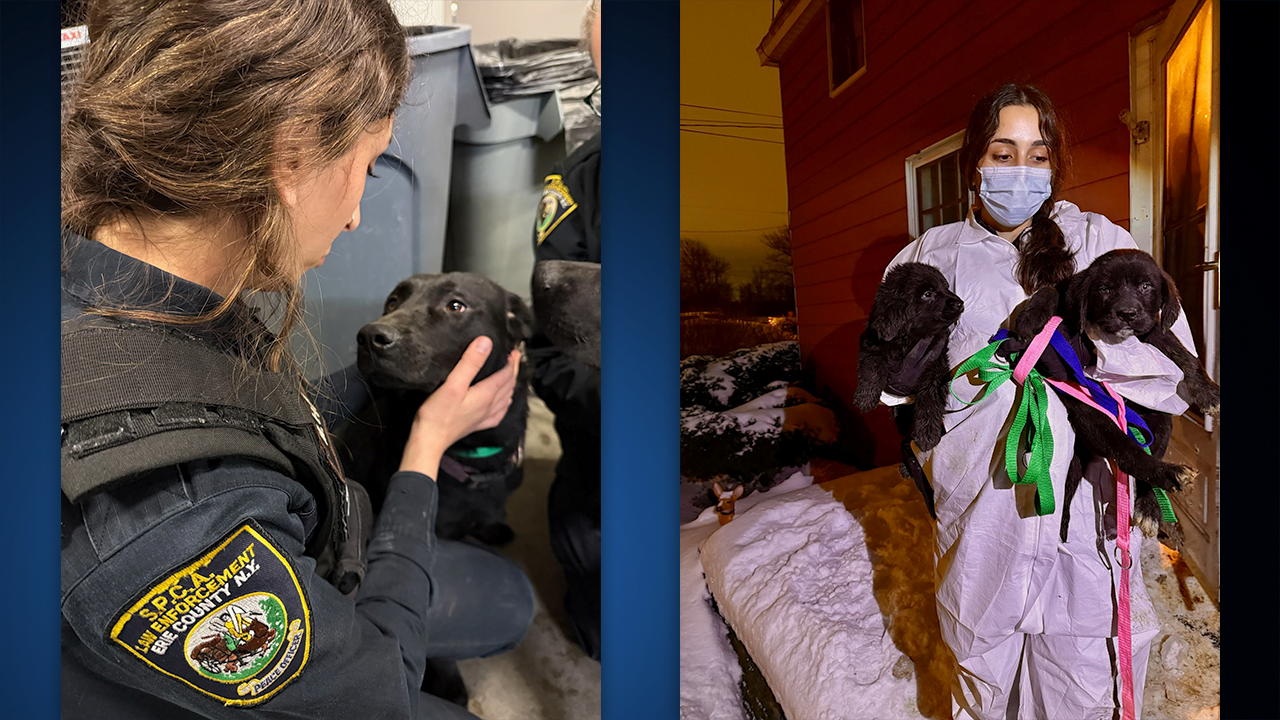 dog rescue 3.png