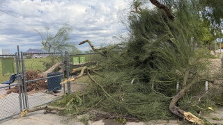 A pile of downed trees from Mesa's Quail Run Park on Wednesday