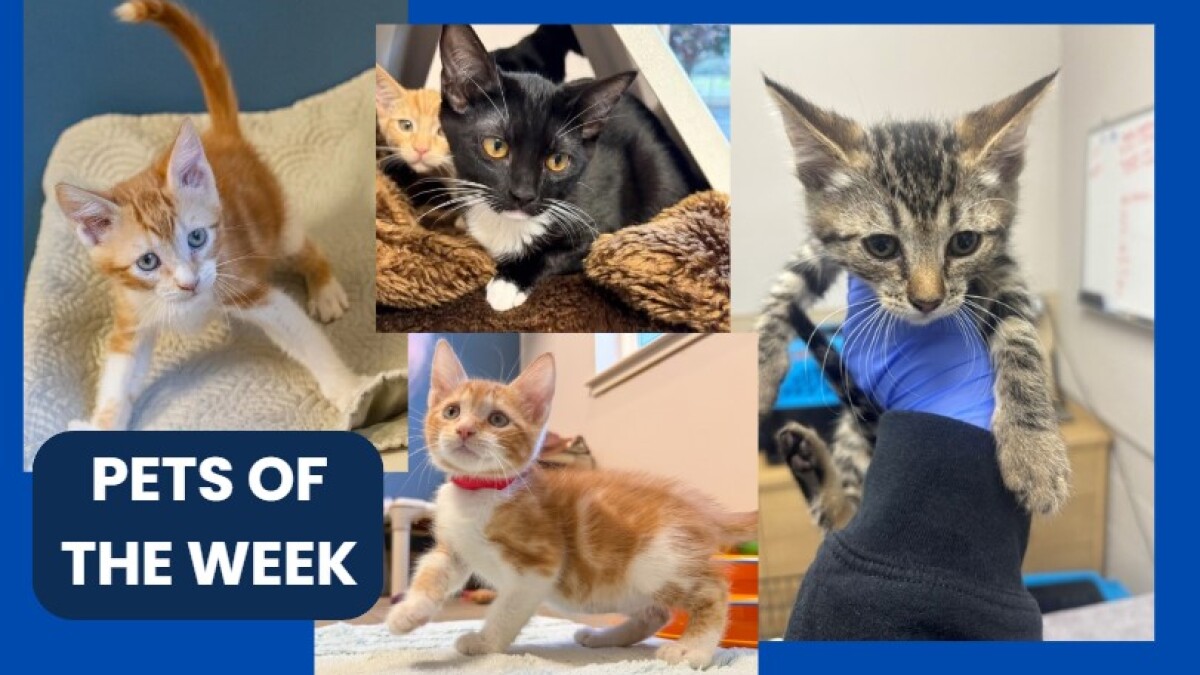 Kittens are filling local shelters and are our Pets of the Week