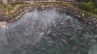 VIDEO: Manatees huddle together to stay warm during chilly morning temperatures 