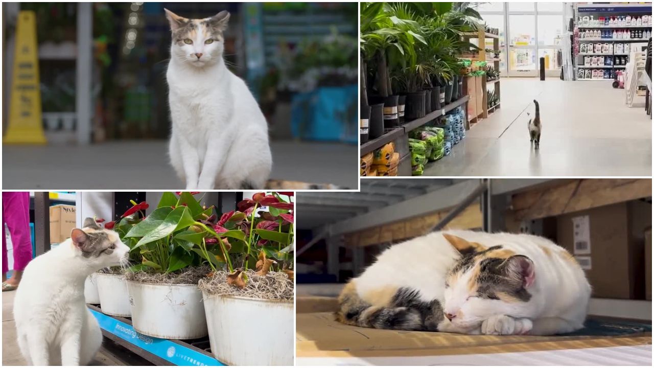 Richmond's famous "Lowe's cat" Francine has gone missing after accidentally boarding a delivery truck, prompting a community search effort that's gained attention from local officials.