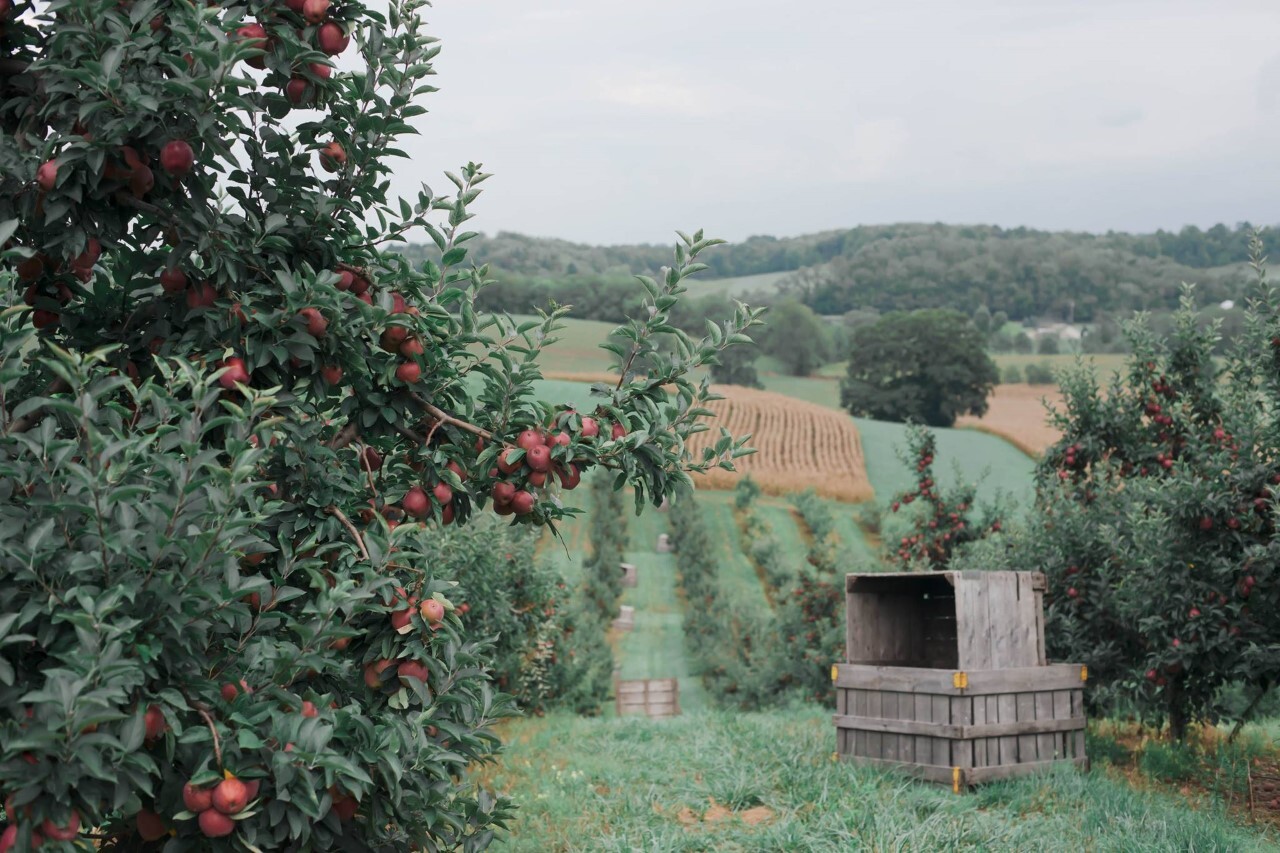 Arrowhead Orchard.jpg