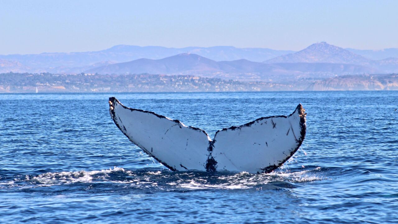 Where to whale watch in San Diego — by land or sea Where to whale watch in San Diego — by land or sea