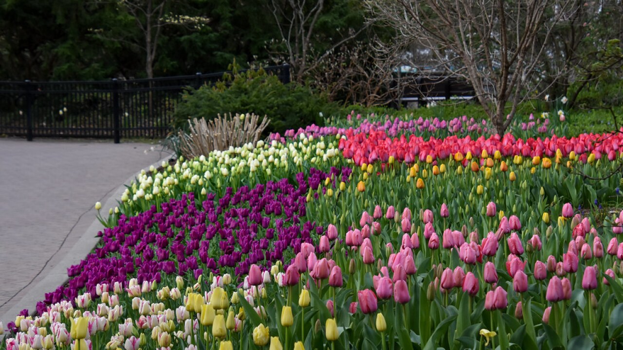 Best Flower Festival: Zoo Blooms at Cincinnati Zoo & Botanical Garden in Cincinnati, Ohio