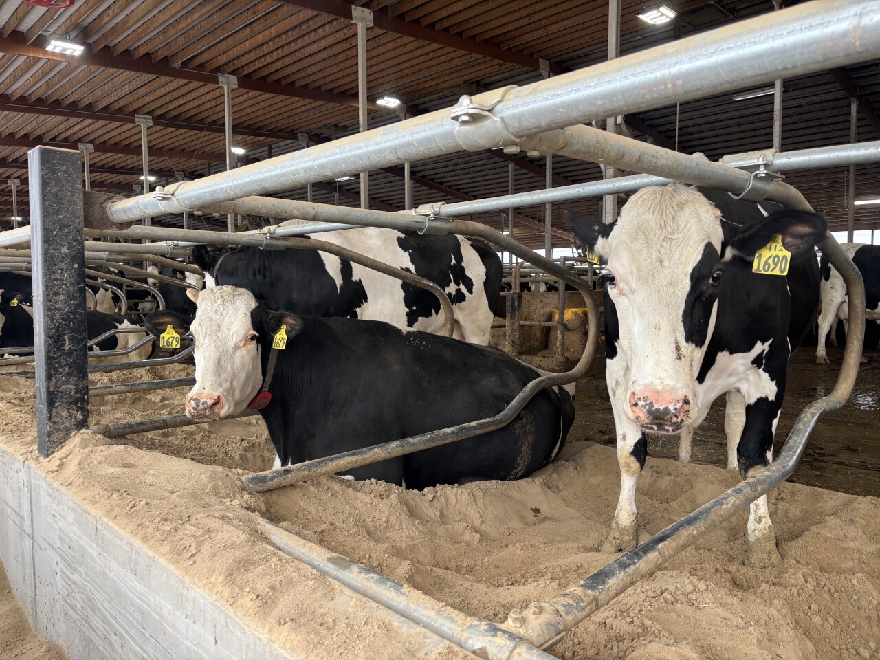 Farmers frustrated as Addison drops land preservation plan affecting family dairy operation