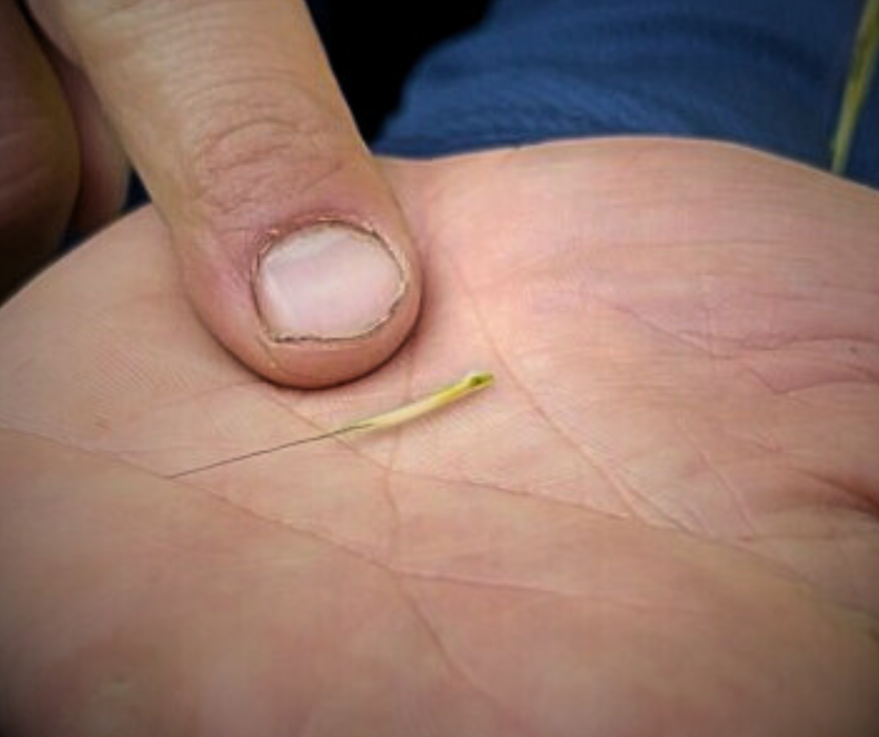 Mnooman - Michigan's Official State Grain - ZOOMED IN.png