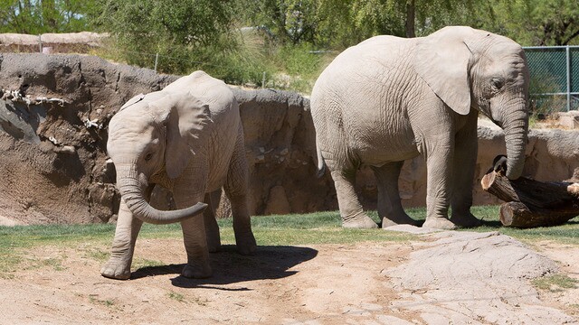 Babies of the Sonoran Desert