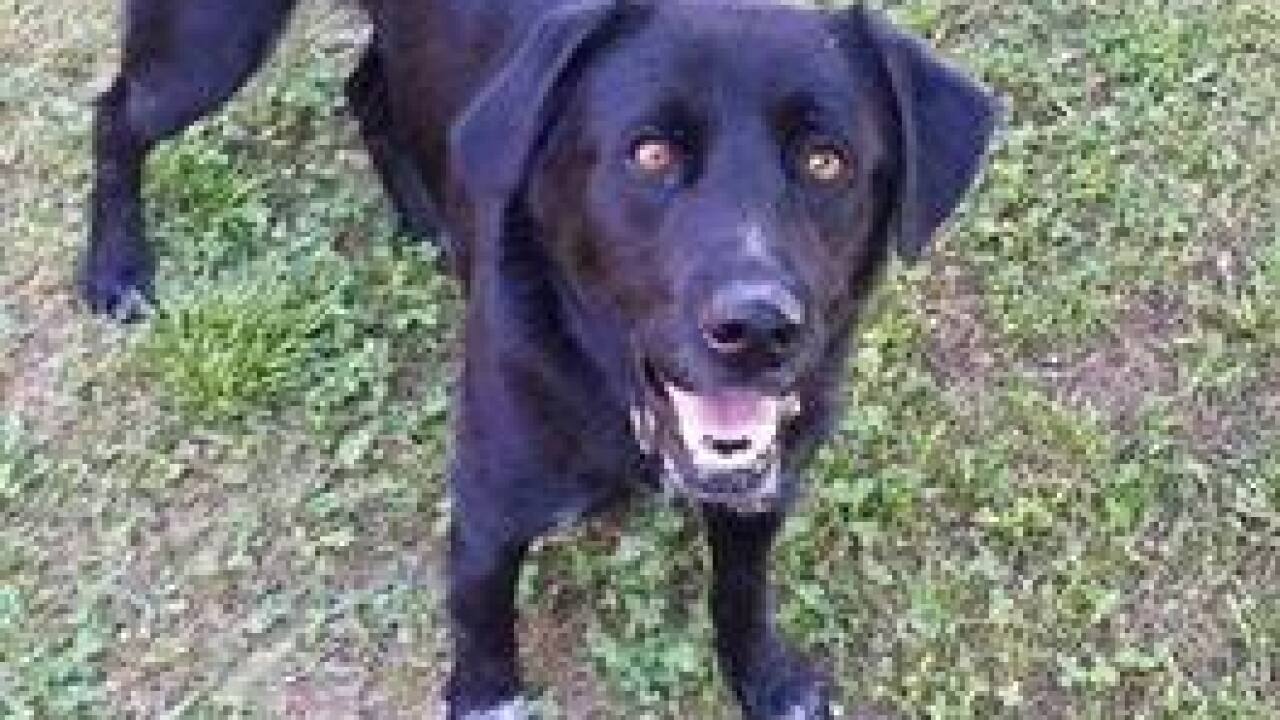 Pet preview: Empty the Shelter Day Aug. 15