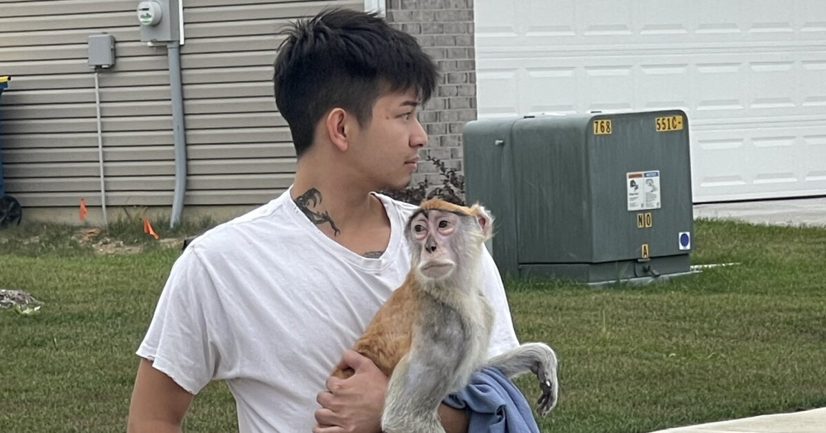 Monkey captured after more than 12 hours on the run - Vimarsana News