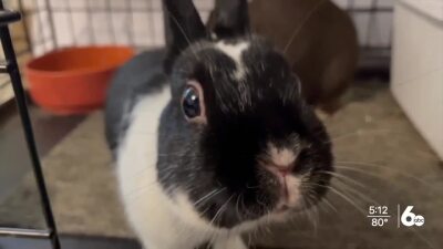 Bunny