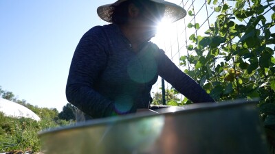 Immigrant farmers