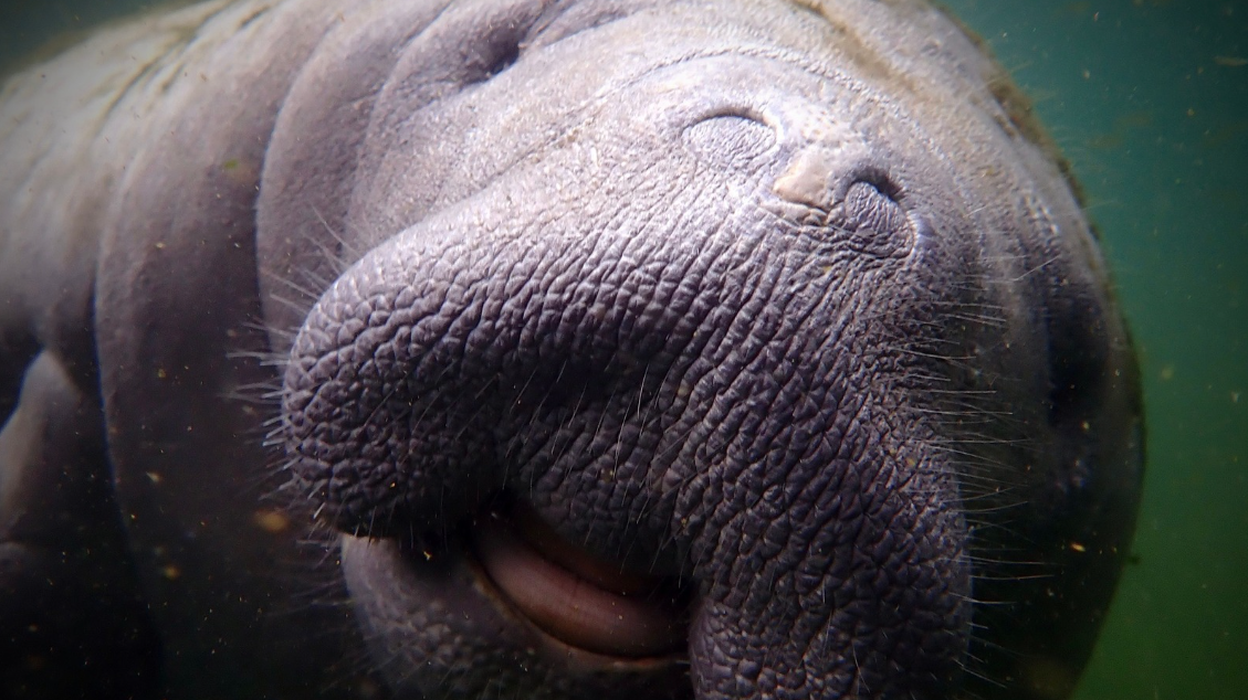 USA_Florida_2025_Paige Taggart_Manatee Love