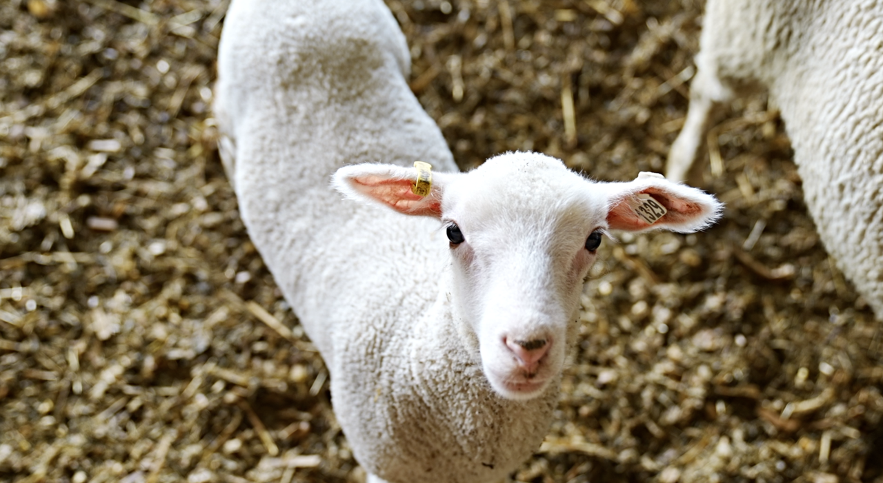 MSU Sheep Teaching and Research Center