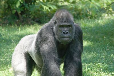 Curtis the gorilla