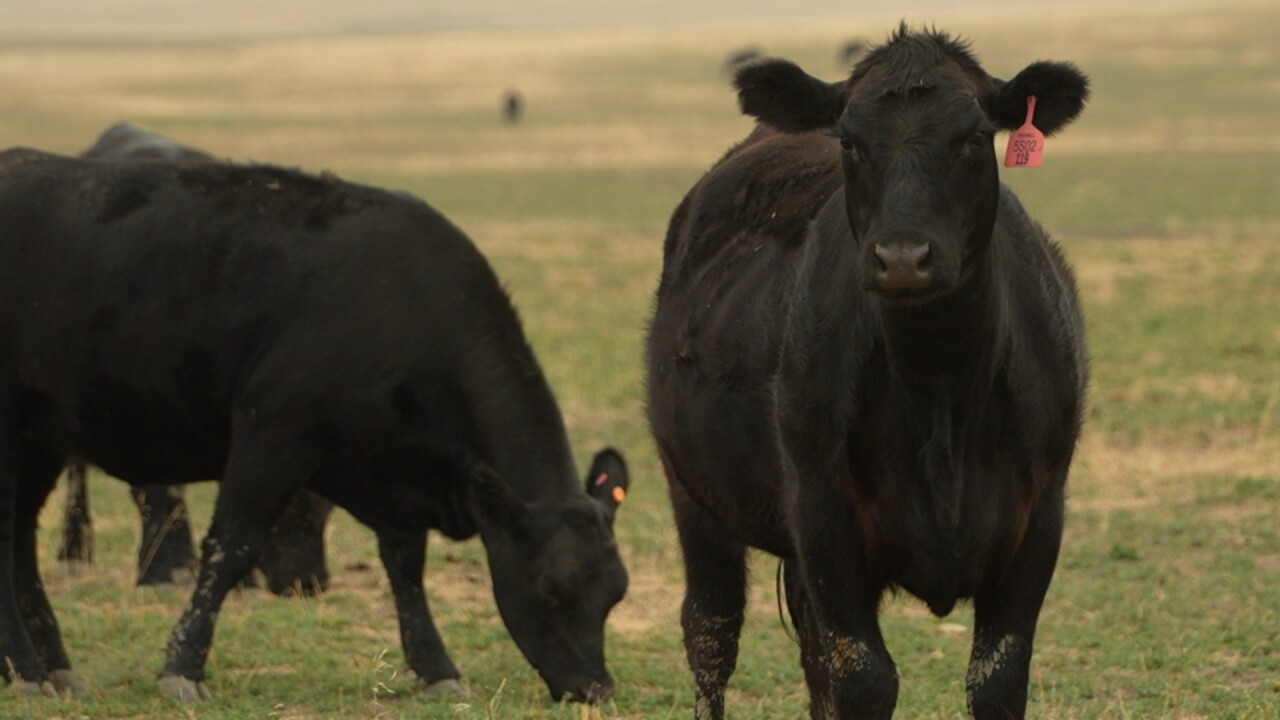 MT AG 2_1.7.1.jpg