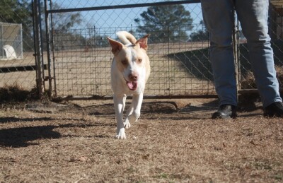 From Bargains to Second Chances: Thrift Store Helps Keep Dogs Alive