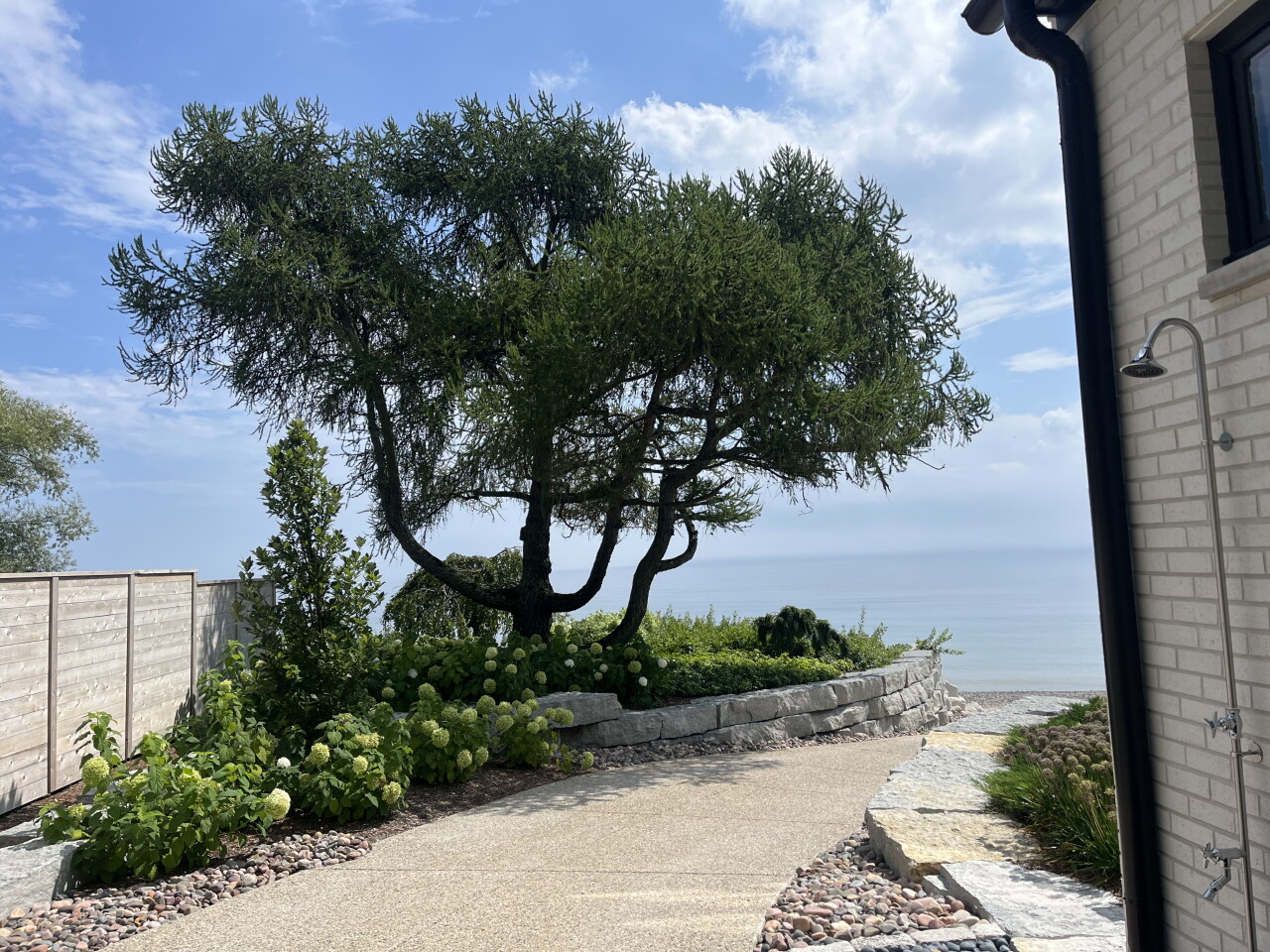 This is a before picture of one of the 100-year-old trees Sally Kadrich tried to preserve