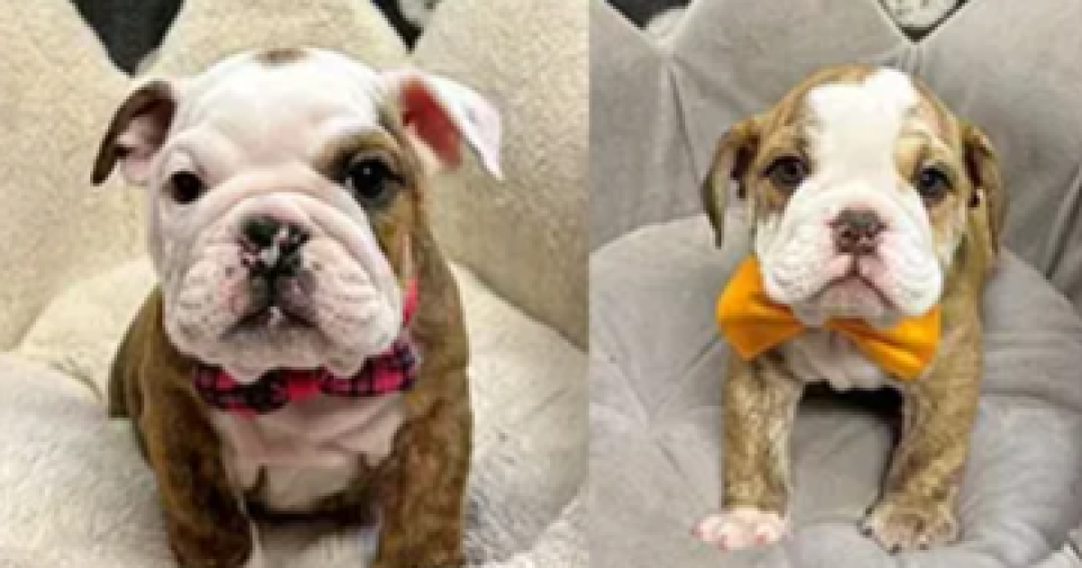 Second defendant sentenced in English Bulldog puppy theft