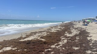 sargassum Martin County beach May 2026 memorial day weekend.jpeg