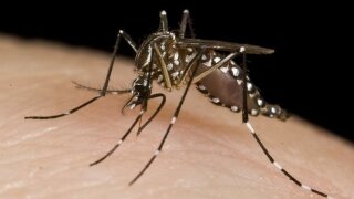 First activity of West Nile virus confirmed in Michigan