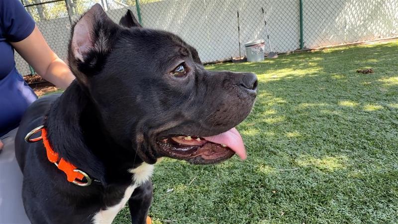 Dog left on I-275