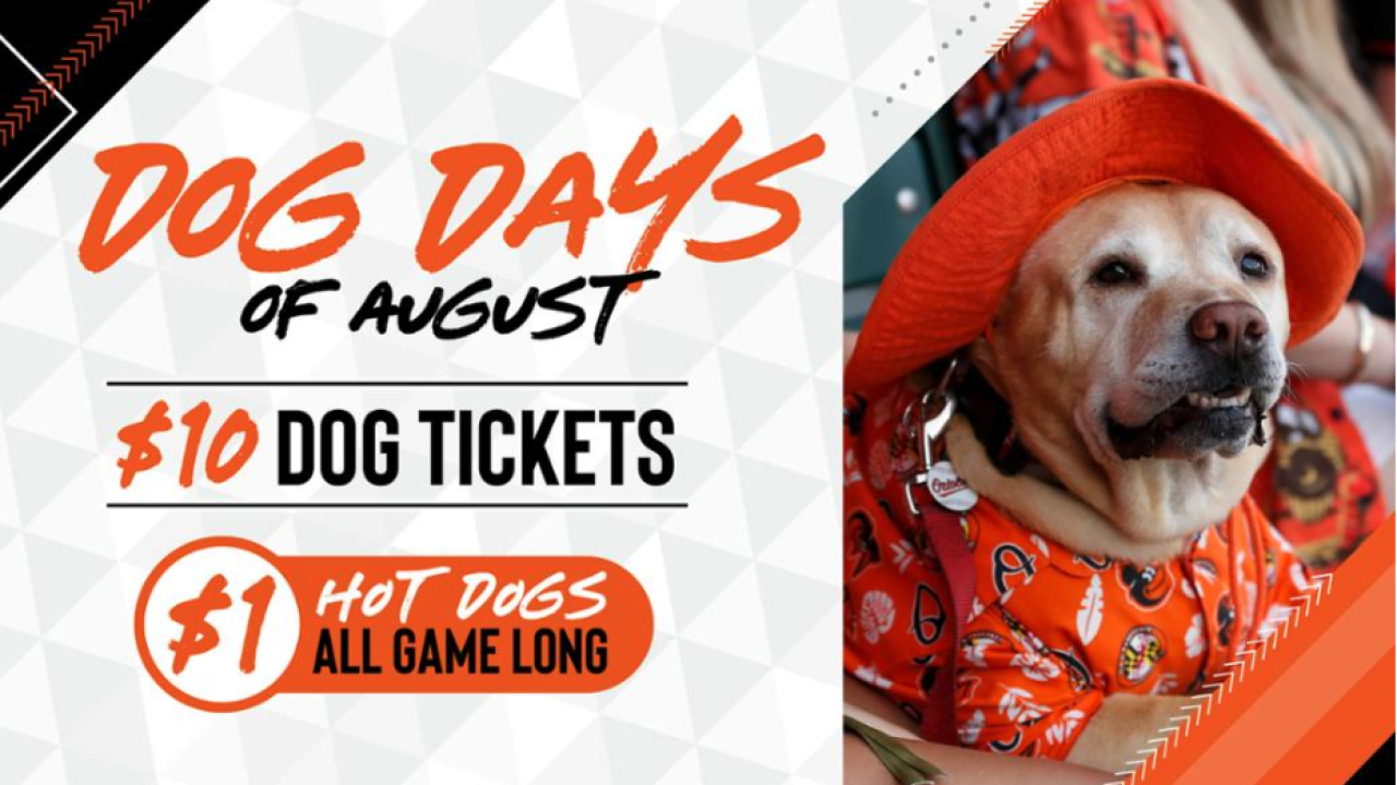 Download Dog Days Of August Orioles Fans Can Bring Their Dogs To The Free Wallpaper Dog Days Of August Orioles Fans Can Bring Their Dogs To The Free