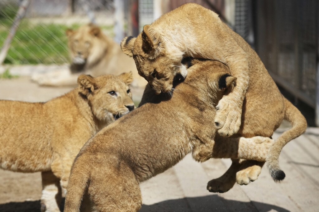 Three of four Barbary lion cubs, that were born recently at the Safari Park Dvur Kralove, Czech Republic.