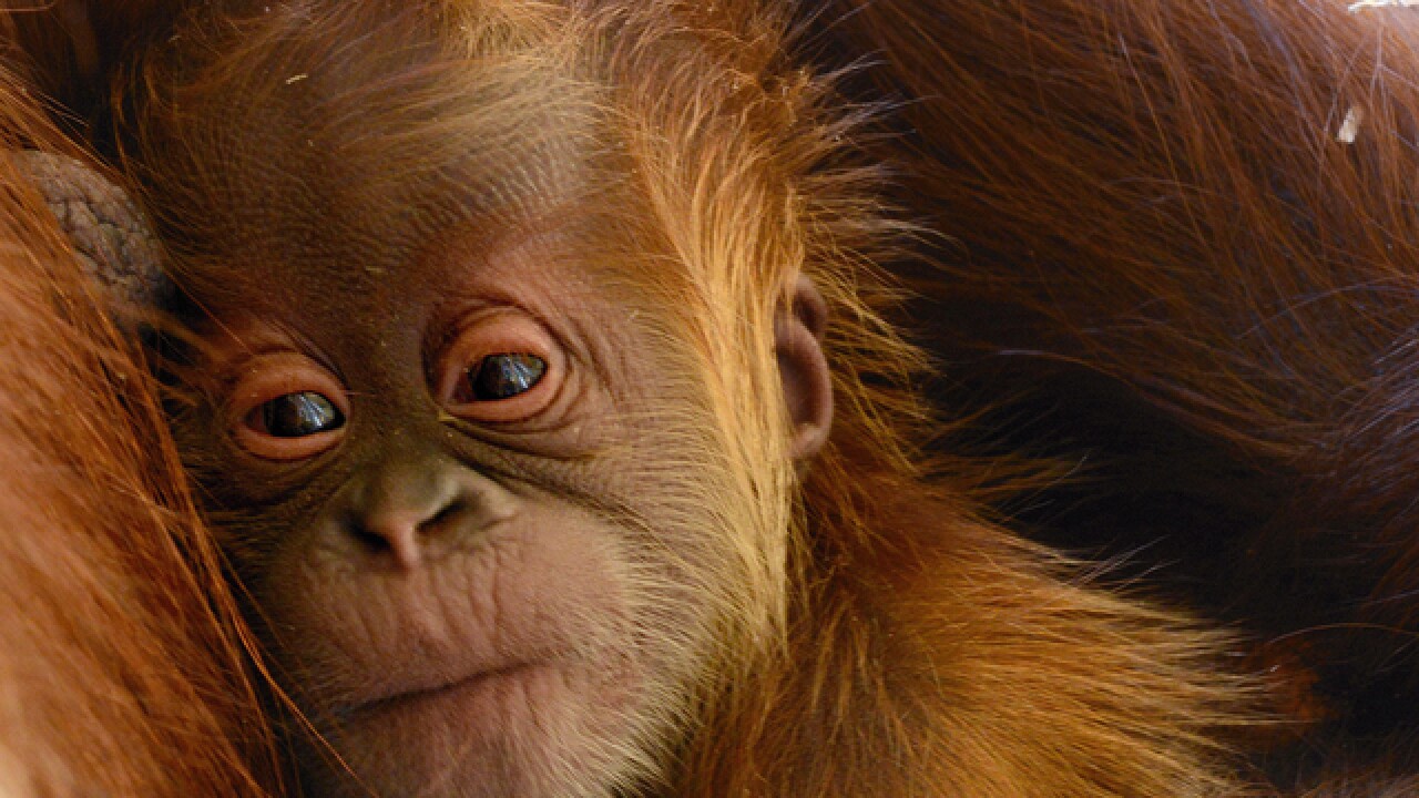 Zoo s adorable baby orangutan has been named Zoo s adorable baby orangutan has been named