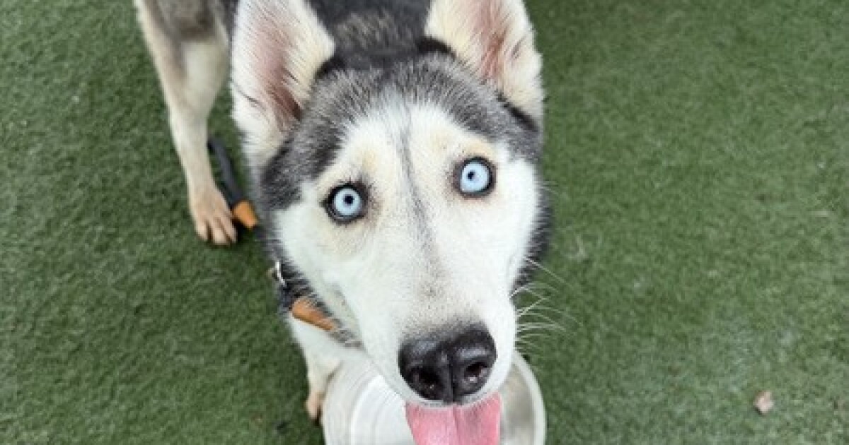 Pet of the Week: Yumi