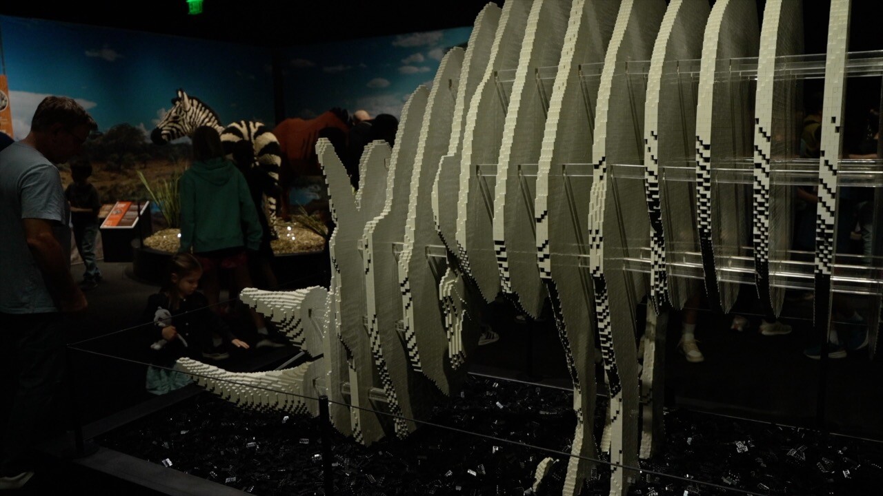 Disappearing Rhino.jpg