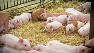 Montana Ag Network: boar stud facility aims to strengthen pork industry