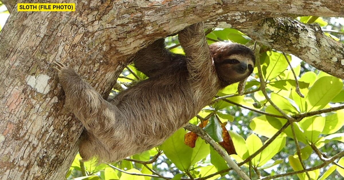 ZooMontana will soon have a sloth exhibit